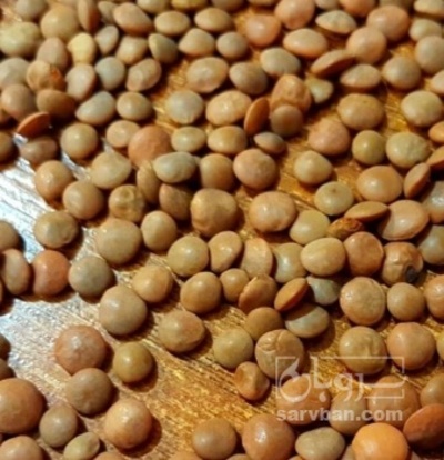 فروش عدس محلی