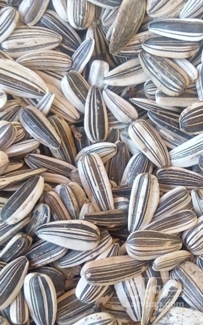 فروش تخمه دور سفید