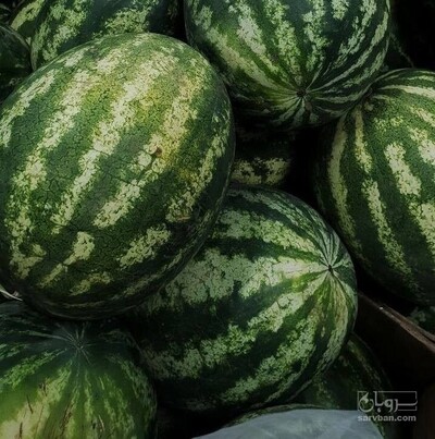 فروش هندوانه