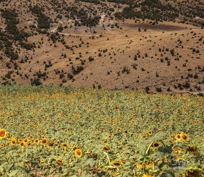 فروش محصولات زراعی