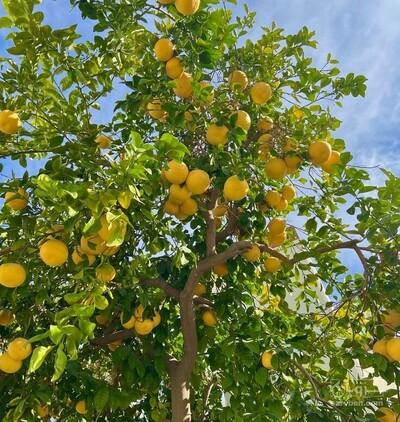 فروش لیموترش