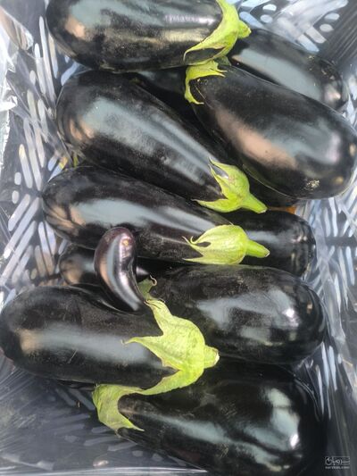 فروش بادمجان لامپی