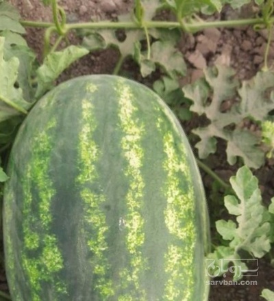 فروش هندوانه