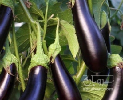 فروش بادمجان