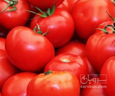 فروش گوجه فرنگی