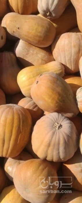 فروش کدو حلوایی