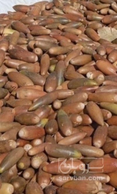 فروش بلوط (گیاه‌ دارویی)