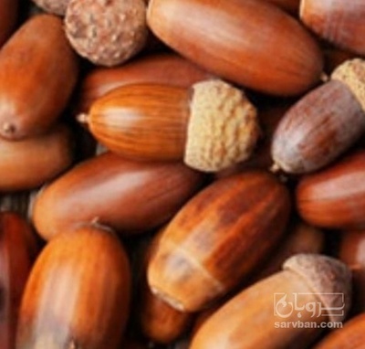 فروش بلوط (گیاه‌ دارویی)