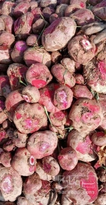 فروش چغندر لبو دامی