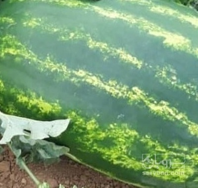 فروش هندوانه بیضی