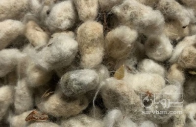 فروش  تخم پنبه
