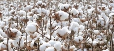 فروش پنبه