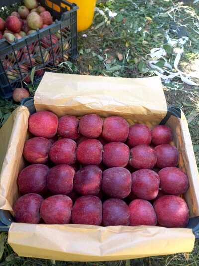 فروش سیب قرمز
