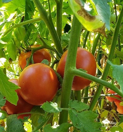 فروش گوجه فرنگی