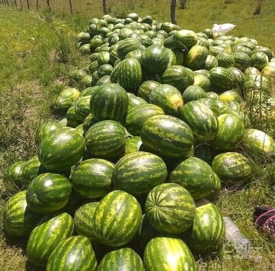 فروش هندوانه