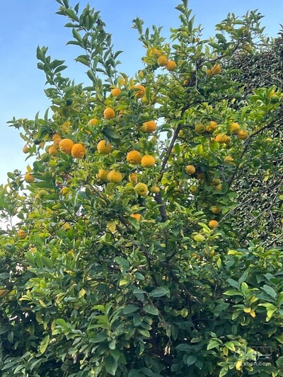 فروش لیموترش