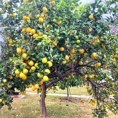 فروش لیموترش