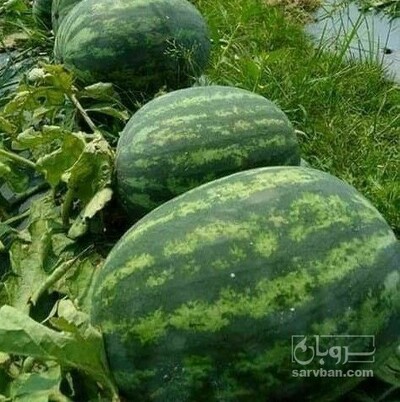 فروش هندوانه