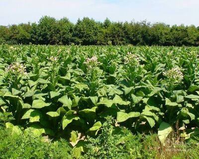 فروش تنباکو کوهی (گیاه‌ دارویی)