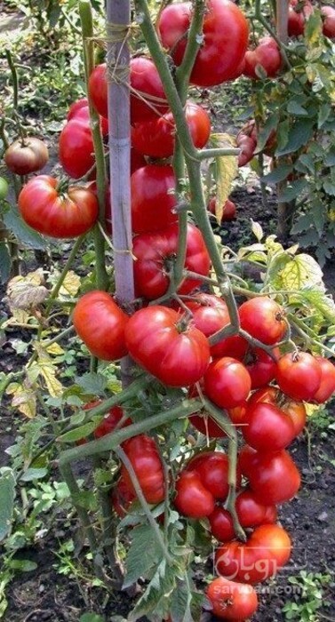 فروش گوجه فرنگی