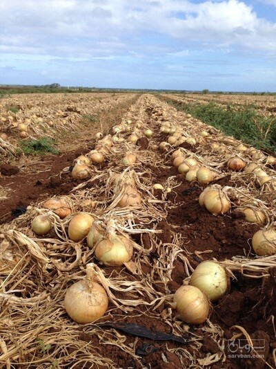 فروش پیاز