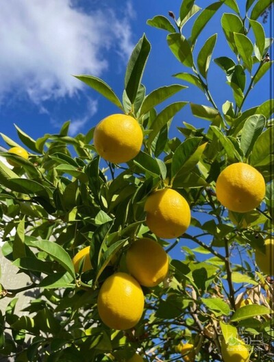 فروش لیمو شیرین