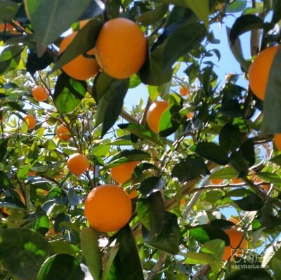 فروش پرتقال