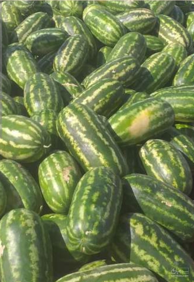 فروش هندوانه