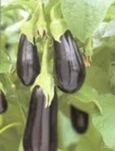 فروش بادمجان