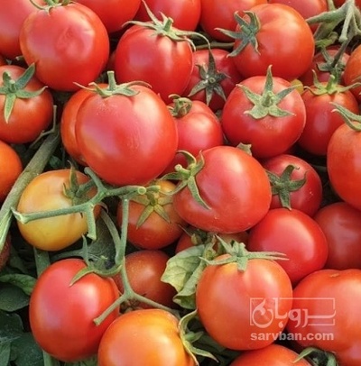 فروش گوجه فرنگی