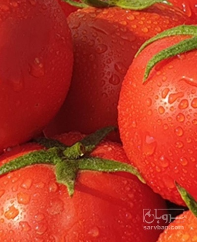 فروش گوجه فرنگی