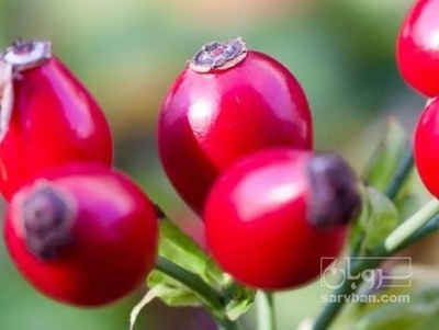 فروش نسترن (گیاه‌ دارویی)