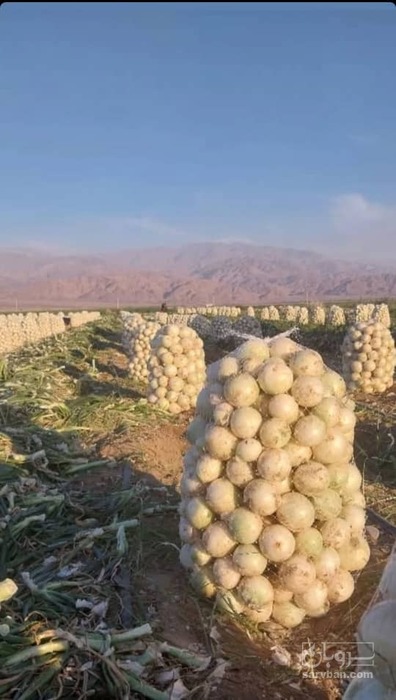 فروش پیاز سفید