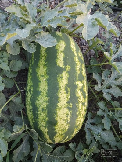 فروش هندوانه ریور۳۲