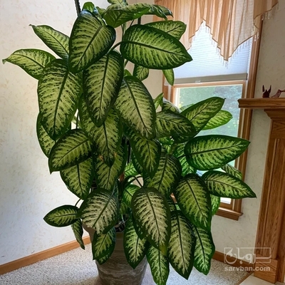 فروش گل دیفن باخیا