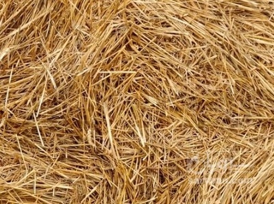 فروش کاه و کلش گندم