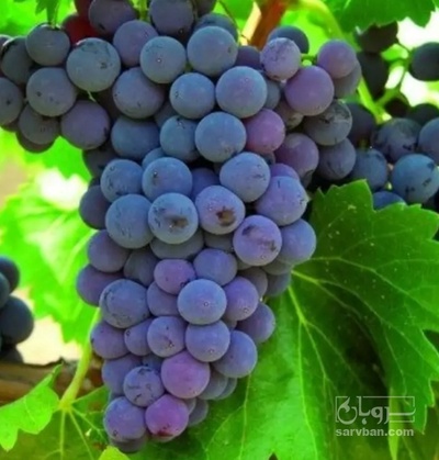 فروش انگور شانی