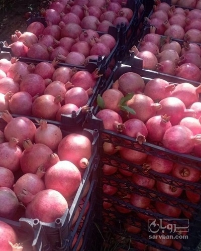 فروش انار سیاب