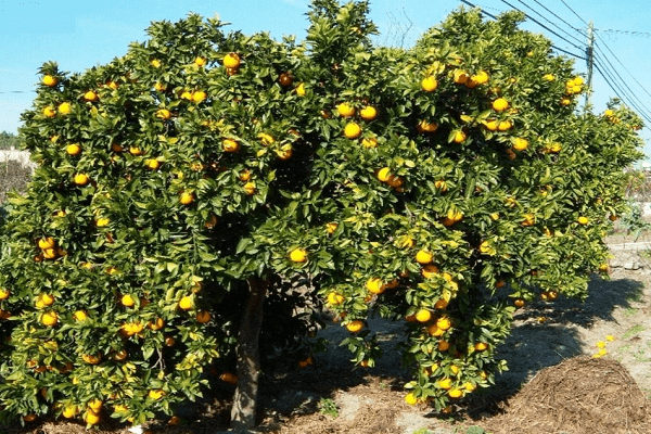 فروش لیموترش