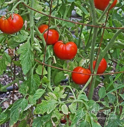 فروش گوجه فرنگی