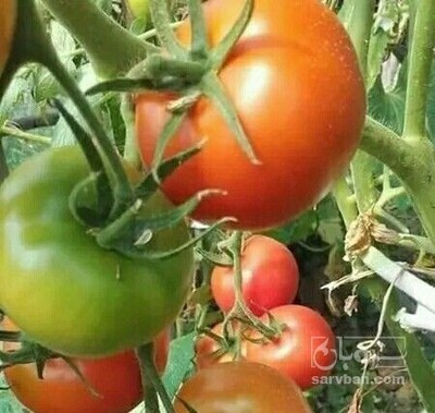 فروش گوجه فرنگی