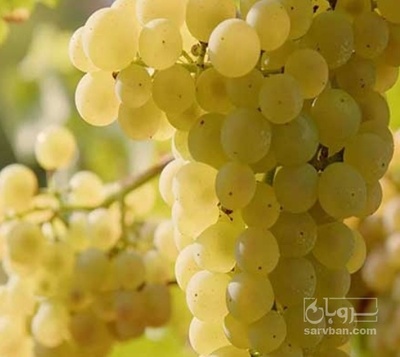 فروش انگور بی دانه