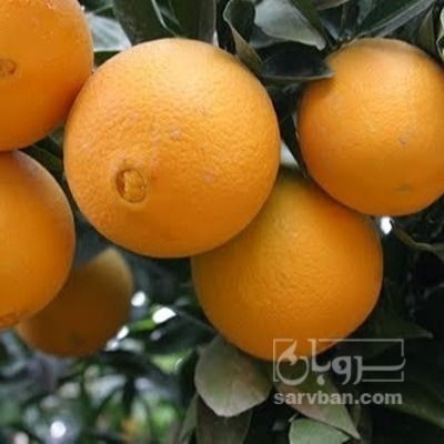 فروش پرتقال تامسون