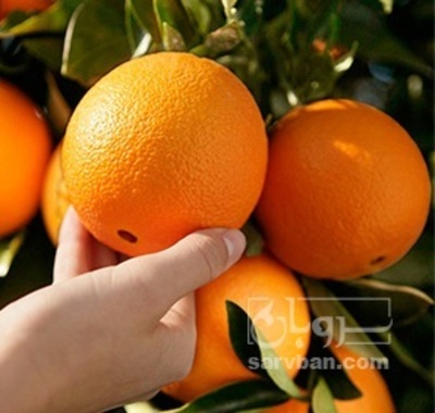 فروش پرتقال تامسون