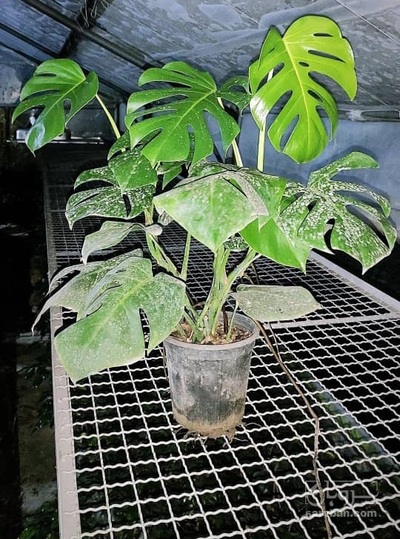 فروش گل آپارتمانی