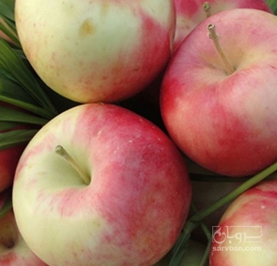 فروش سیب گلاب