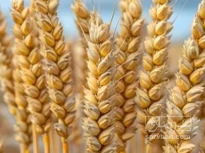 فروش گندم