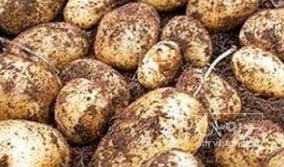 فروش سیب زمینی بامبا