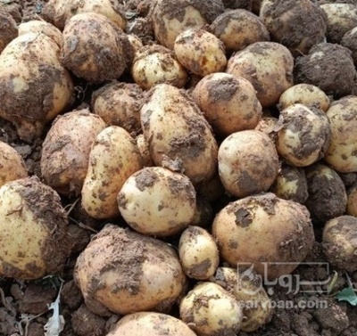 فروش سیب زمینی سانتا بذری