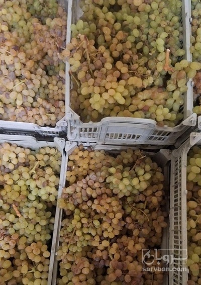 فروش انگور بی دانه ضایعاتی